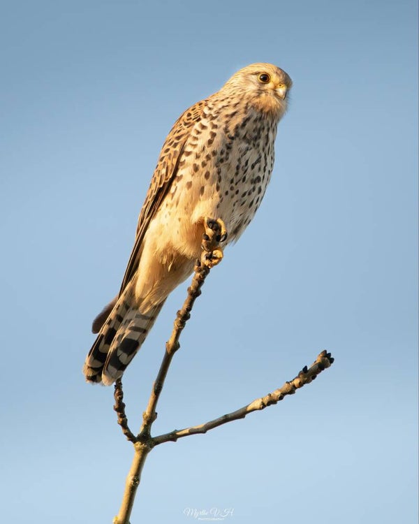 Common kestrel - torenvalk