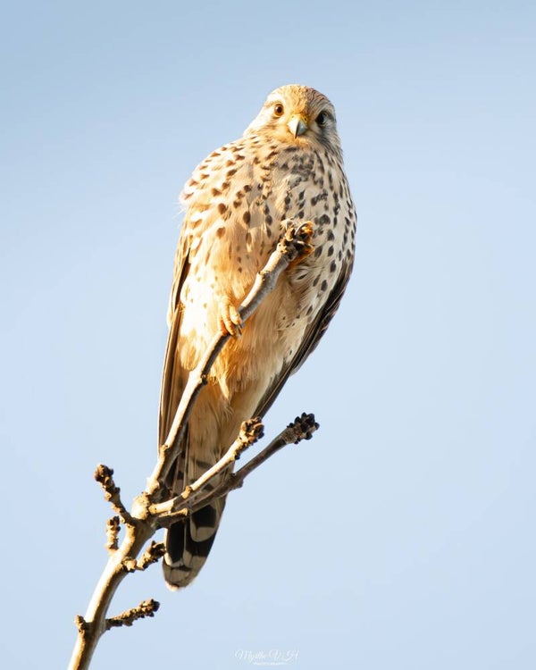 Common kestrel - torenvalk