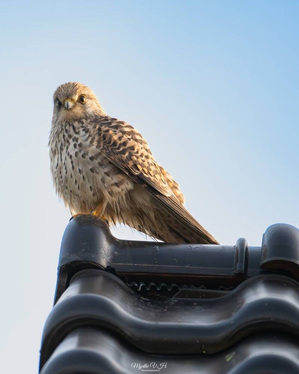 Common kestrel - torenvalk