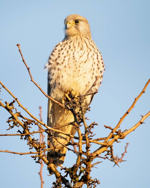 Common kestrel - torenvalk