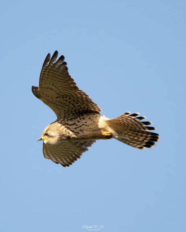 Common kestrel - torenvalk