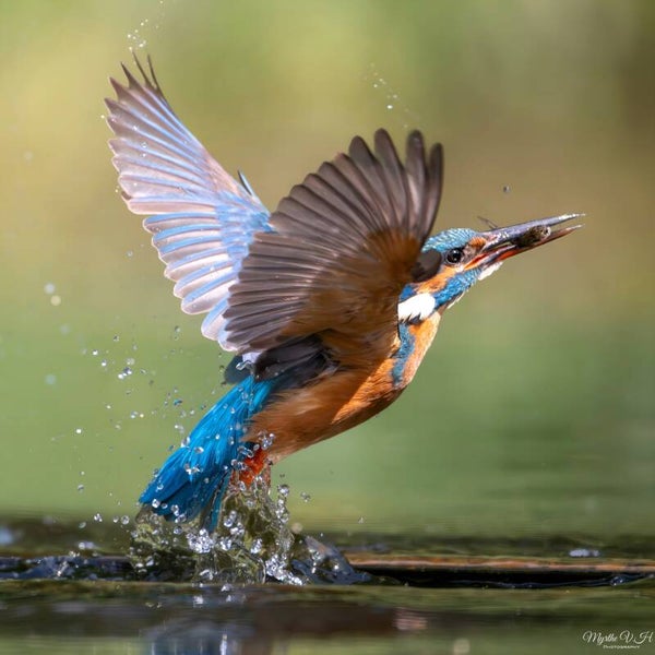 Common kingfisher - ijsvogel