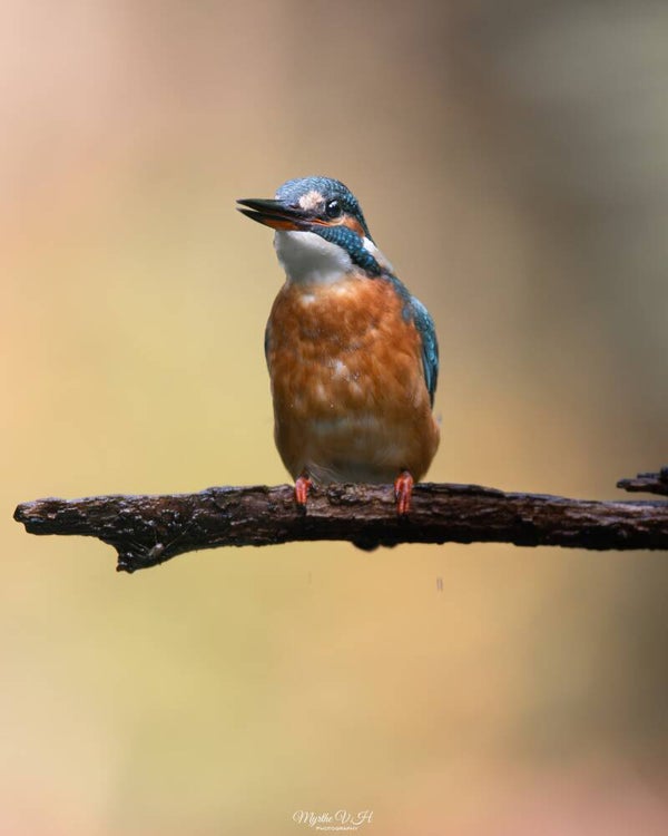 Common kingfisher - ijsvogel