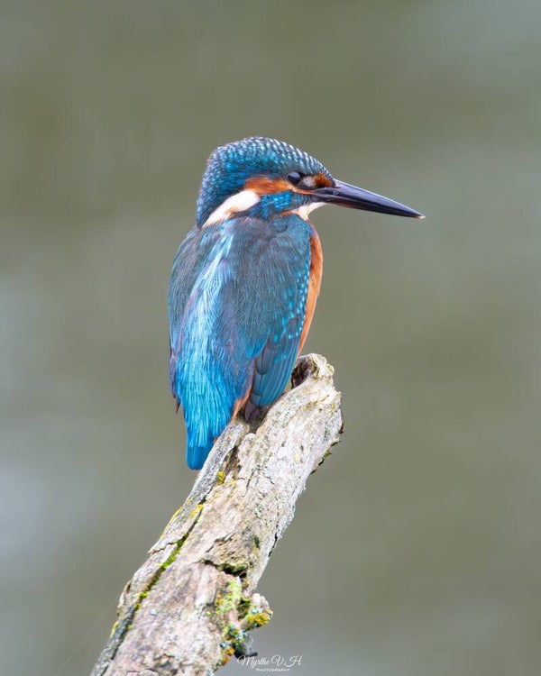 Common kingfisher - ijsvogel