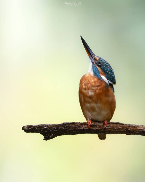 Common kingfisher - ijsvogel