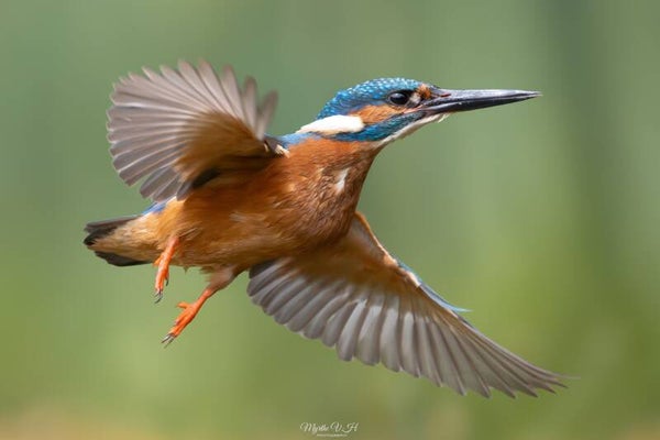 Common kingfisher - ijsvogel