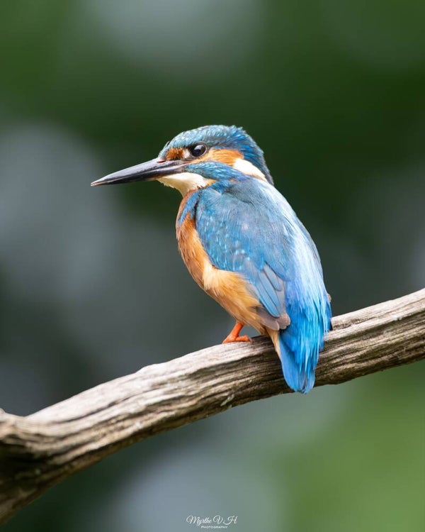 Common kingfisher - ijsvogel
