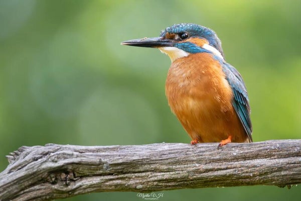 Common kingfisher - ijsvogel
