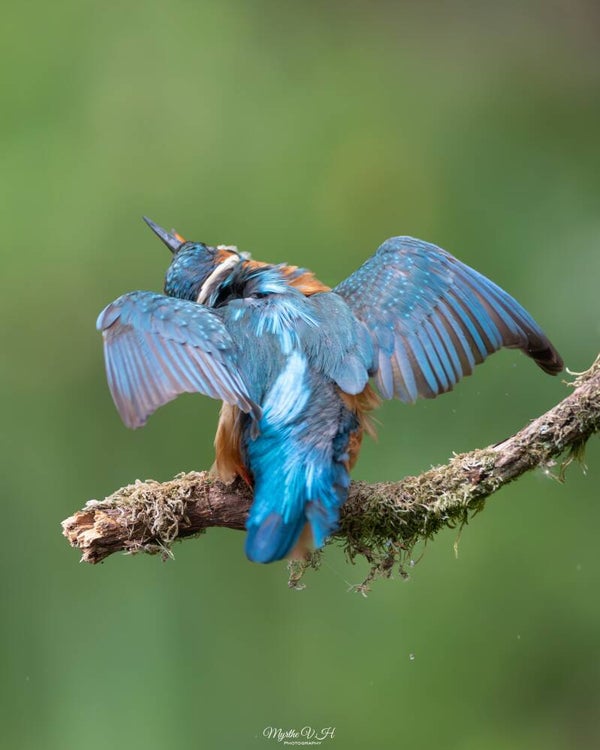 Common kingfisher - ijsvogel
