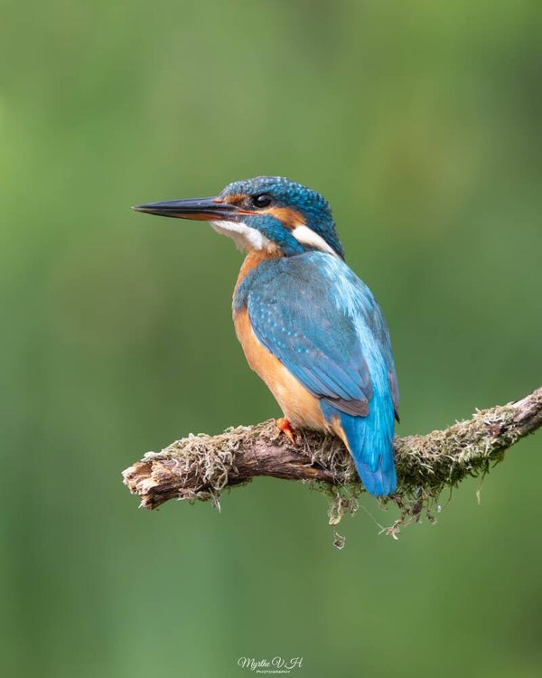 Common kingfisher - ijsvogel