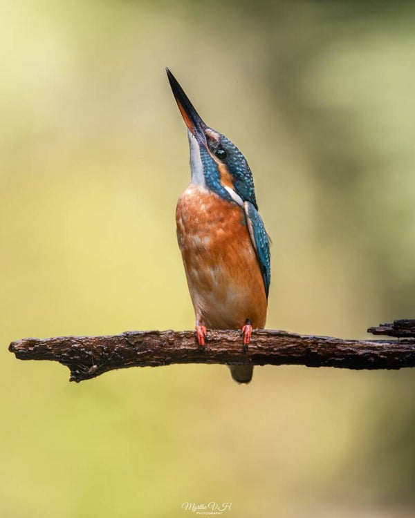 Common kingfisher - ijsvogel