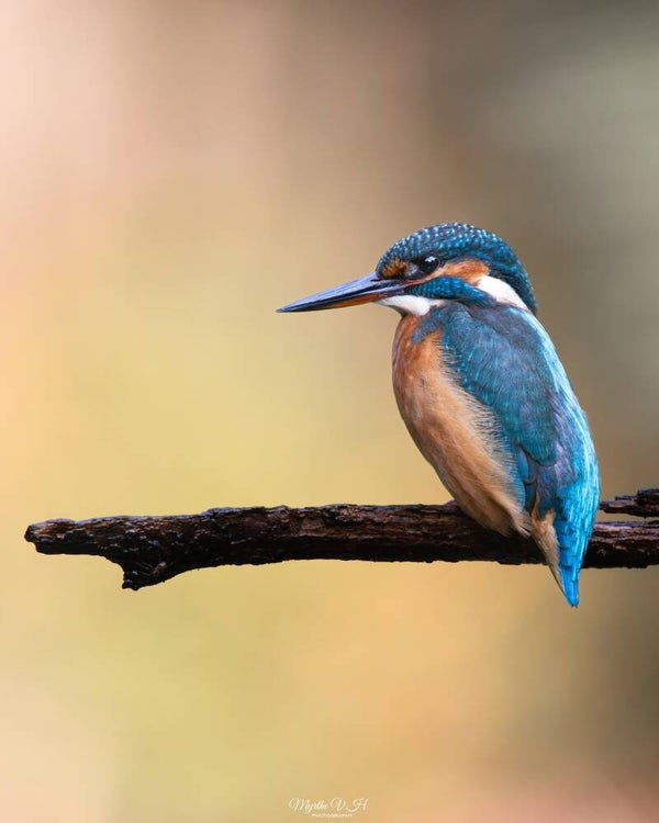 Common kingfisher - ijsvogel
