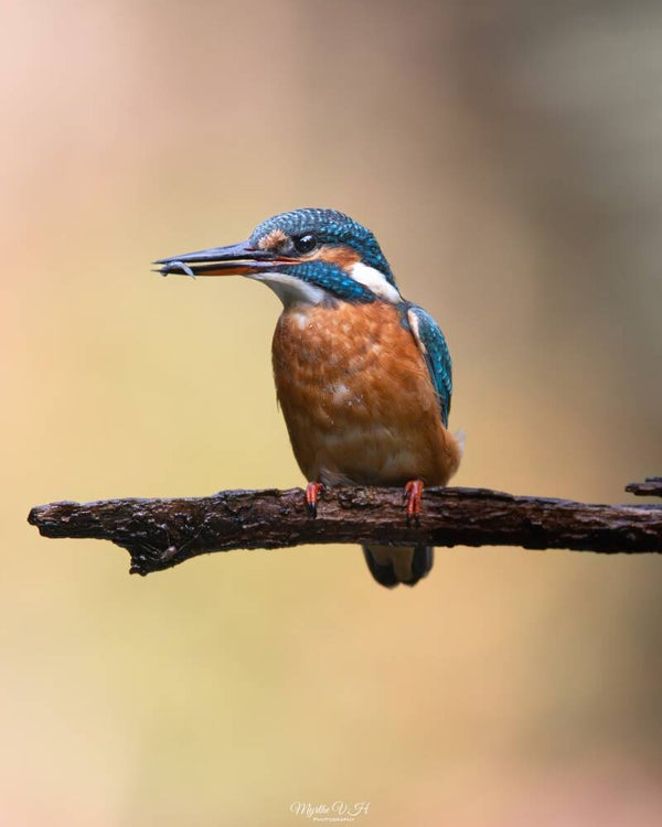 Common kingfisher - ijsvogel