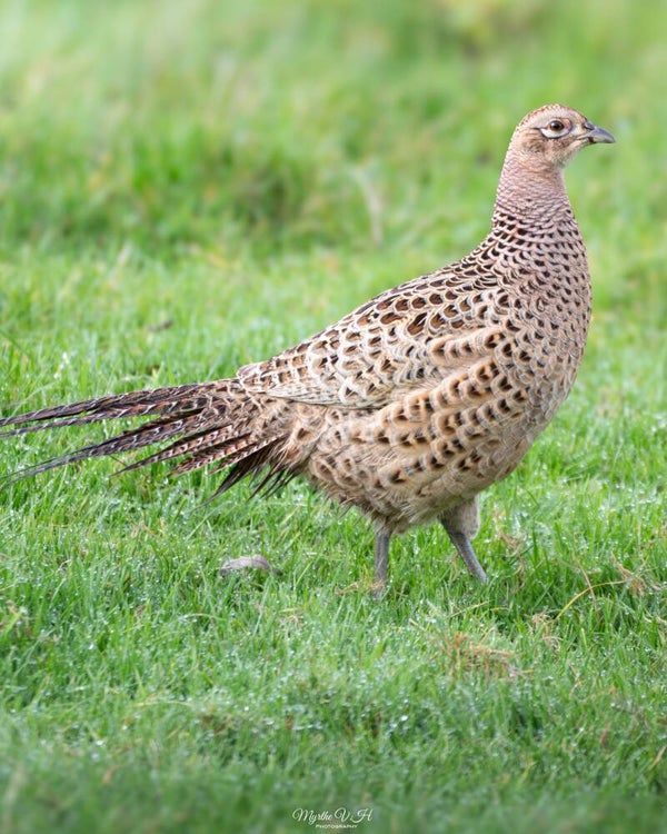 Common pheasant - bosfazant