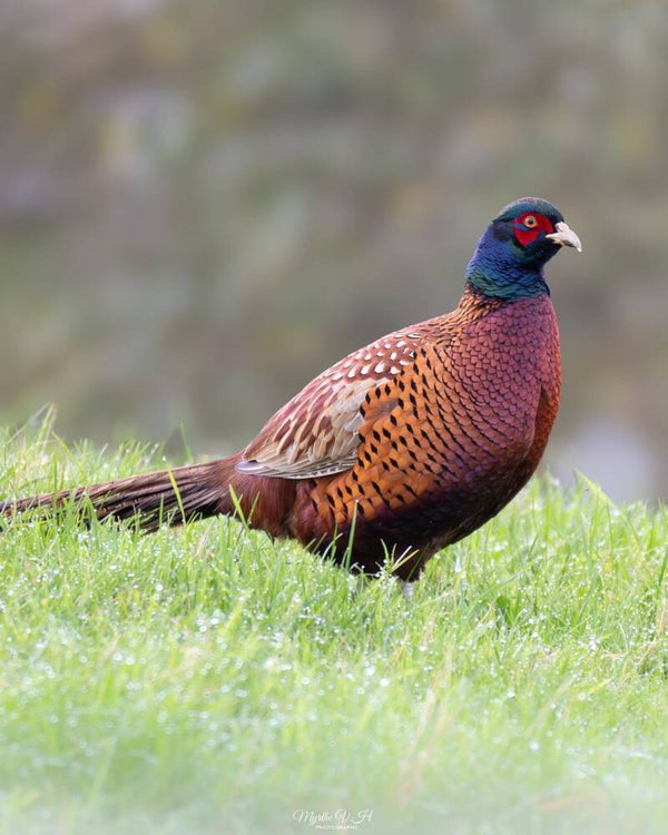 Common pheasant - bosfazant
