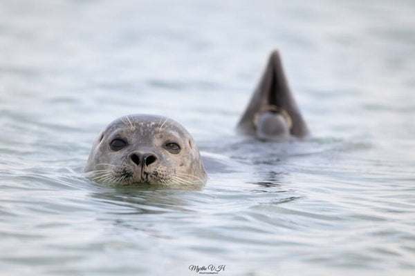 Common seal - gewone zeehond