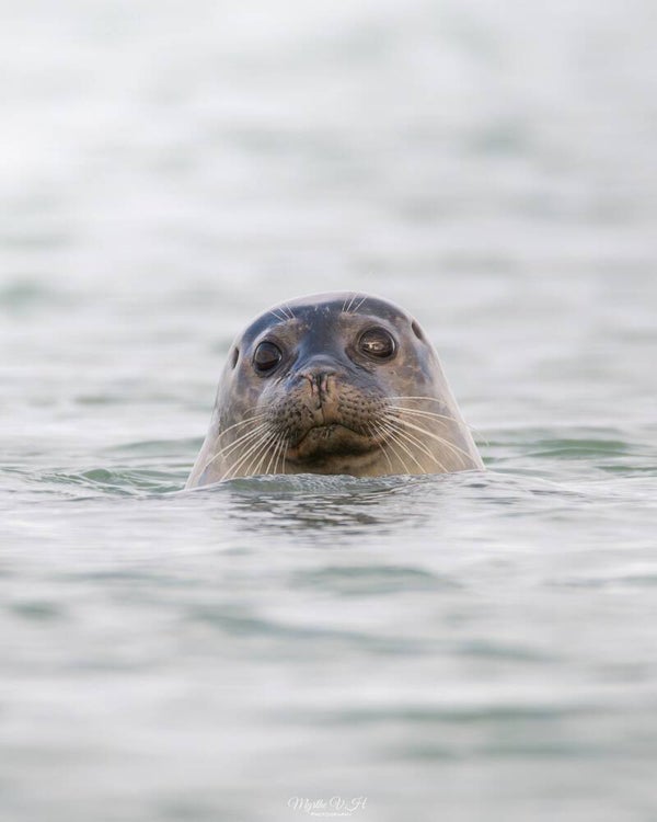Common seal - gewone zeehond