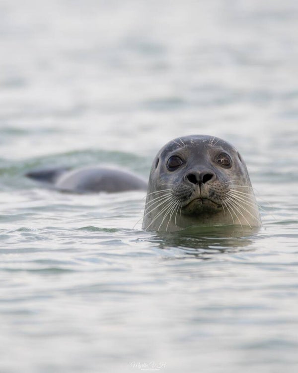 Common seal - gewone zeehond