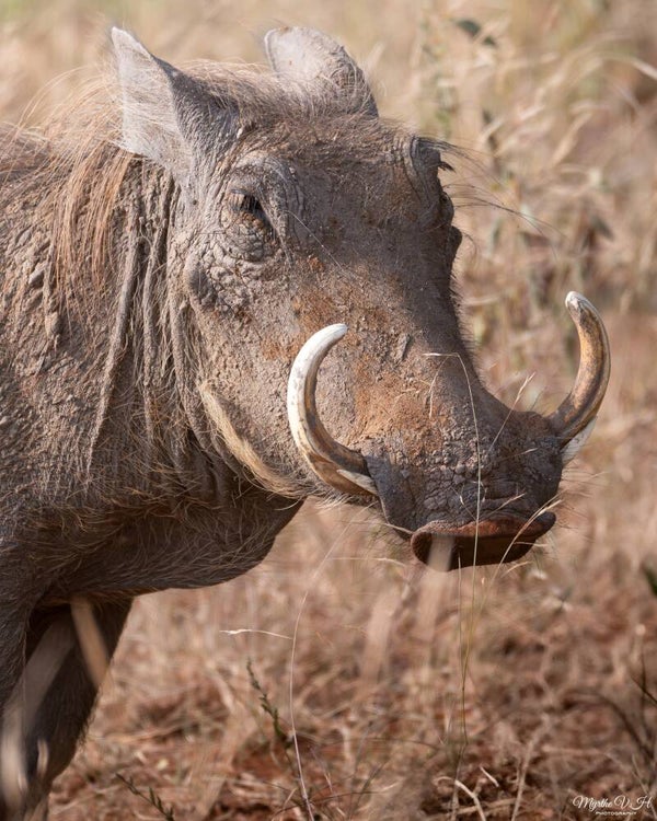 Common warthog - knobbelzwijn