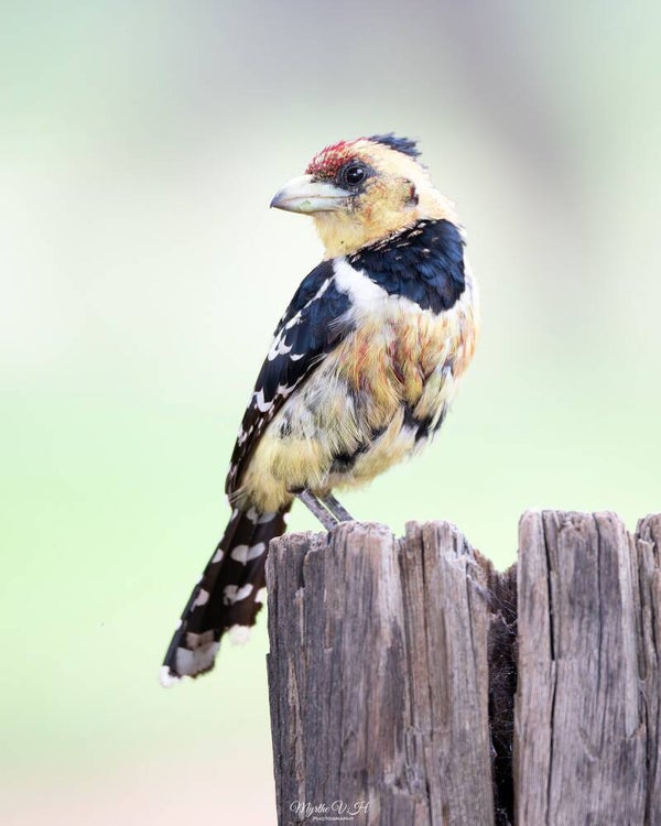 Crested barbet - kuifbaardvogel