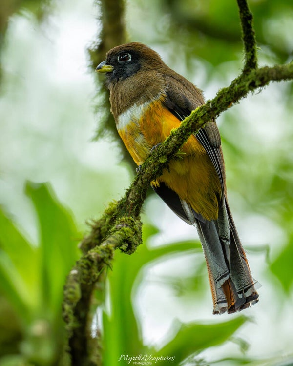 Orange-bellied Trogon - oranjebuiktrogon