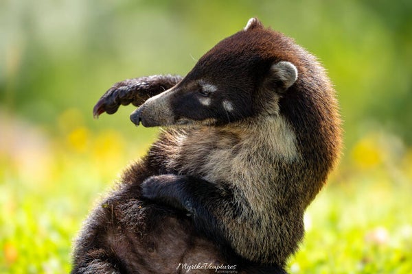 Coati - neusbeer