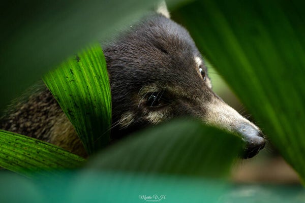 Coati - neusbeer