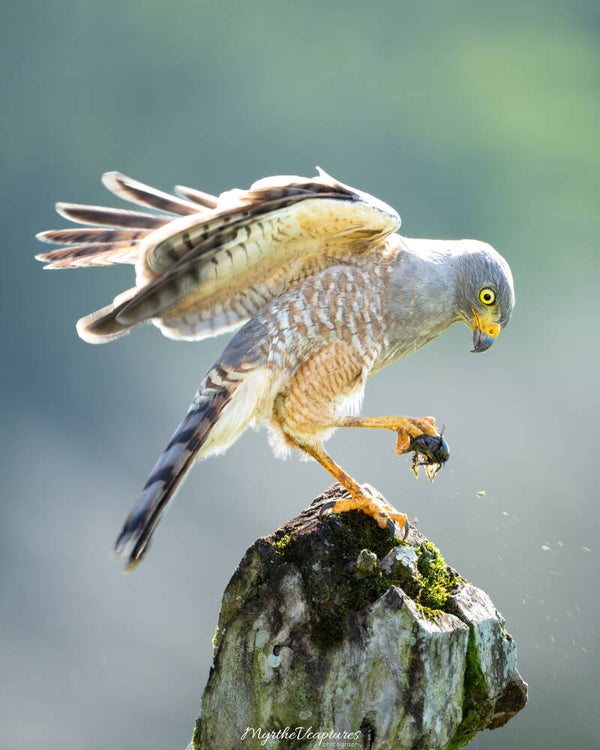 Roadside hawk - wegbuizerd
