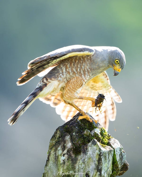 Roadside hawk - wegbuizerd