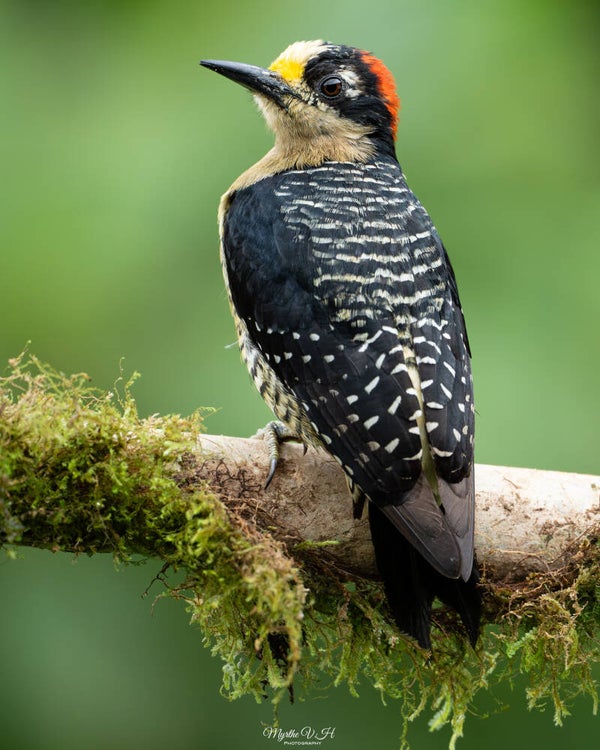 Black-cheeked woodpecker - zwartwang specht