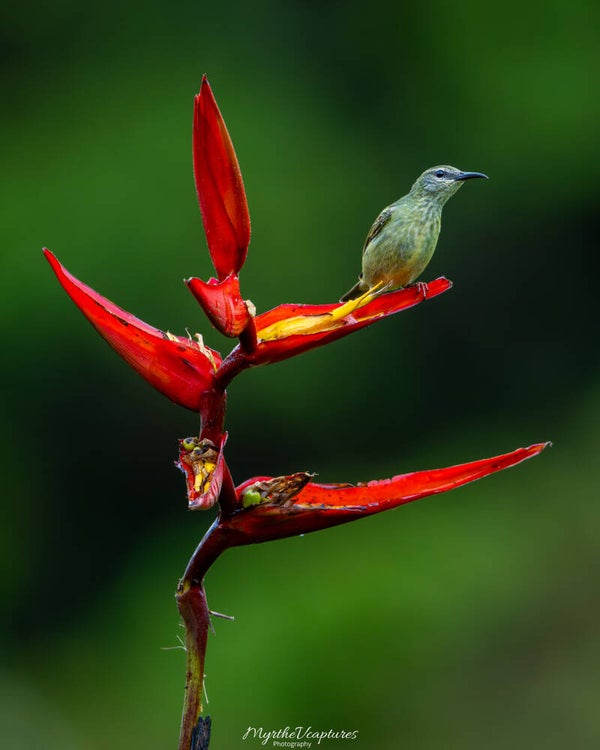 Red-legged honeycreeper - blauwe suikervogel