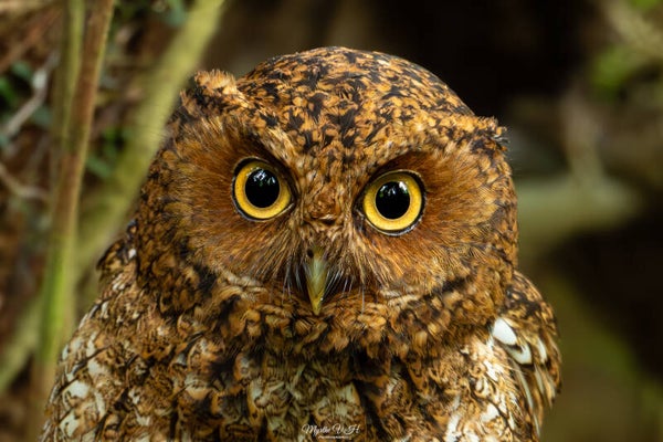 Bare-shanked screech owl - kaalpootschreeuwuil