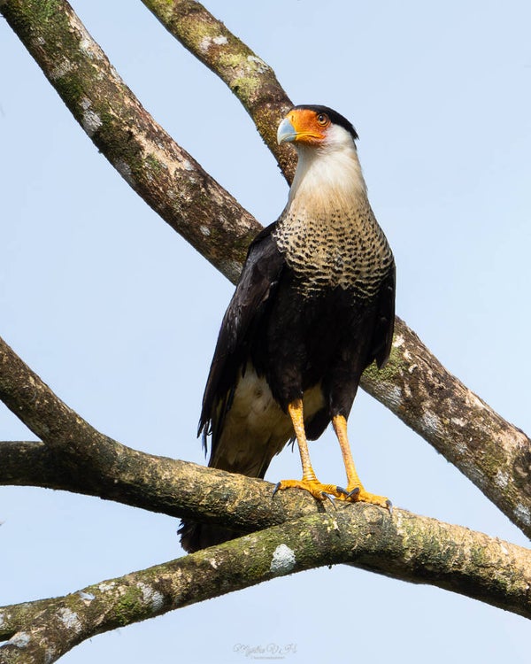 Crested caracara - kuifcaracara