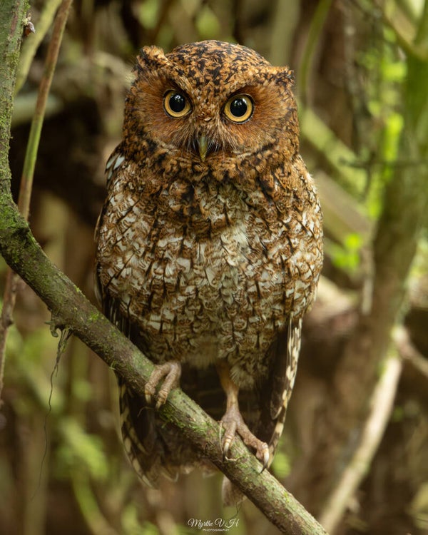 Bare-shanked screech owl - kaalpootschreeuwuil