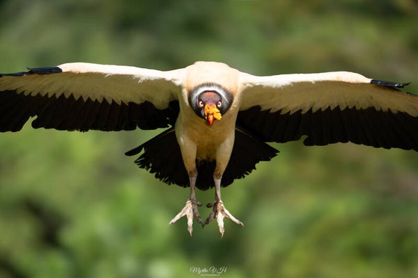 King vulture - koningsgier