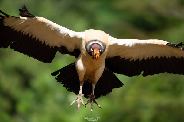 King vulture - koningsgier