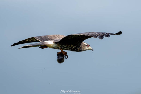 Snail kite - Slakkenwouw