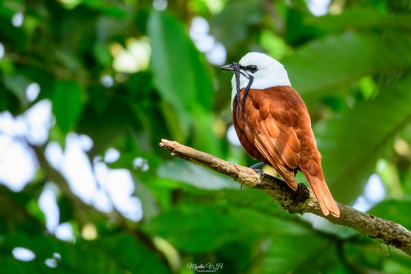 Three-wattled bellbird - drielelklokvogel