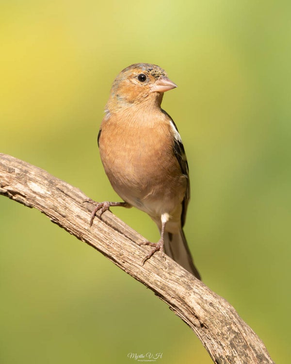 Common chaffinch - vink