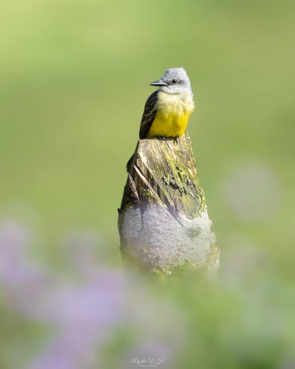 Tropical kingbird - tropische koningstiran