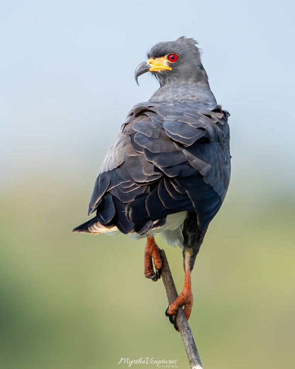 Snail kite - slakkenwouw