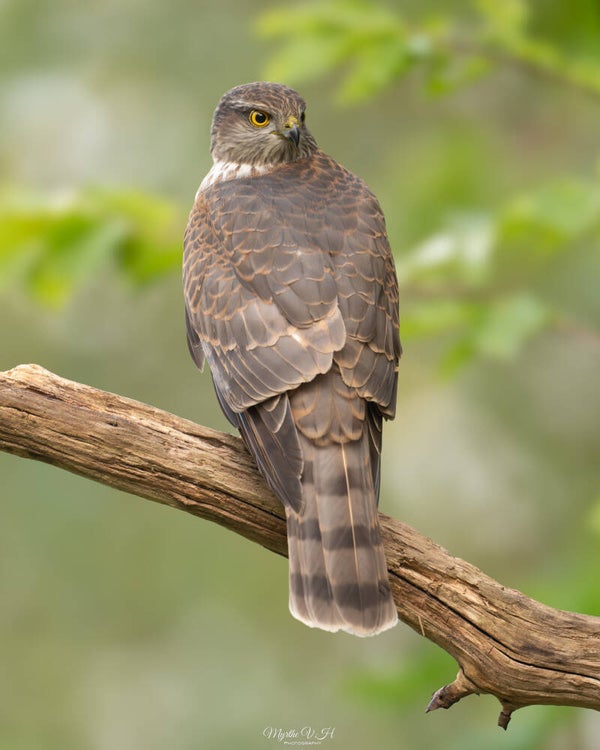 Sparrowhawk - sperwer