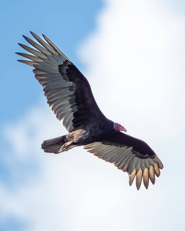 Turkey vulture - Kalkoengier