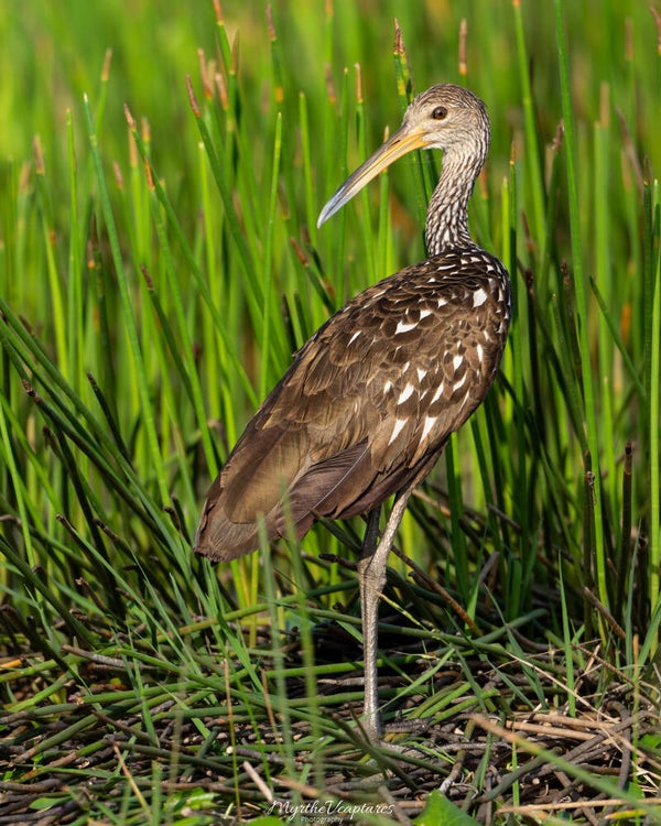 Limpkin - Koerlan