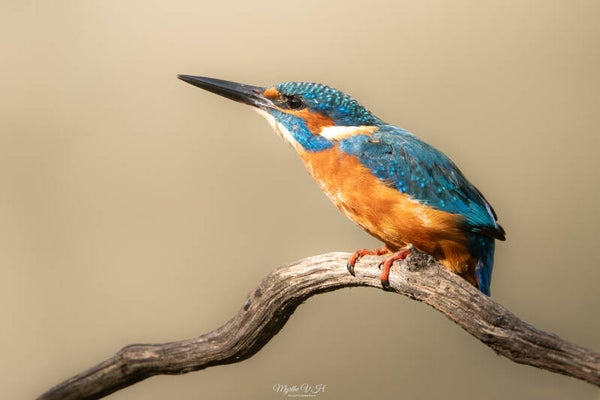 Common kingfisher - ijsvogel
