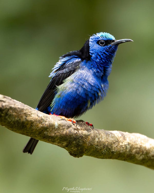 Red-legged honeycreeper - roodpootsuikervogel