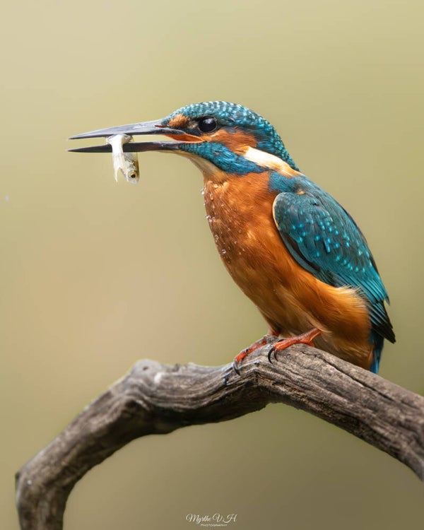 Common kingfisher - ijsvogel