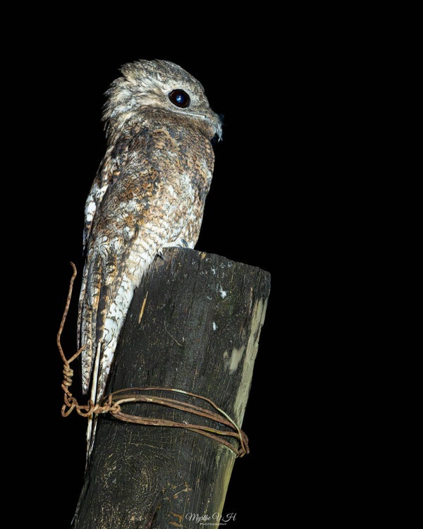 Great potoo - vale reuzennachtzwaluw