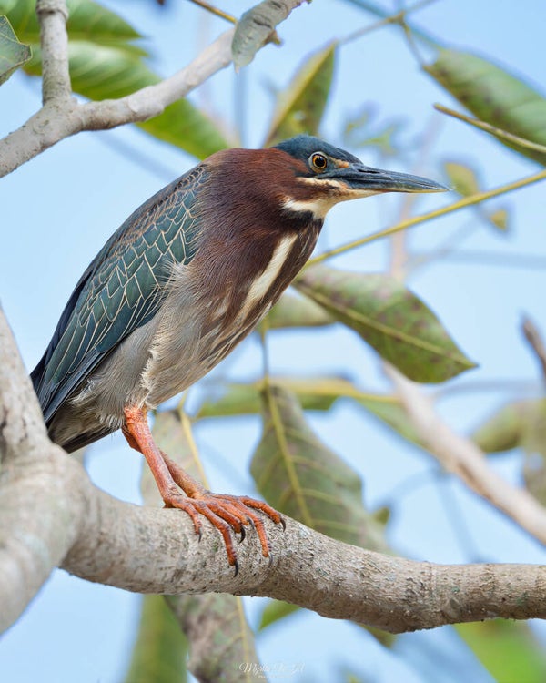 Green heron - groene reiger