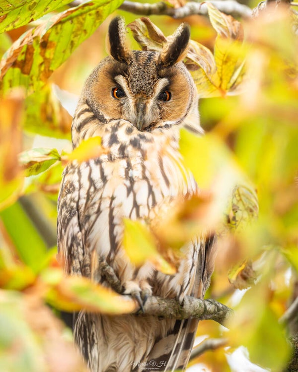 Long-eared owl - ransuil